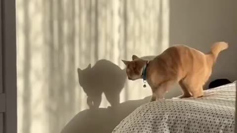 This Little Cat playing with his Shadow