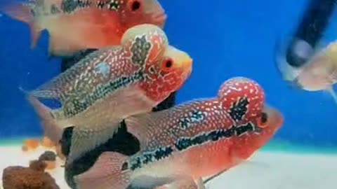 Beautiful Flowerhorn Fish