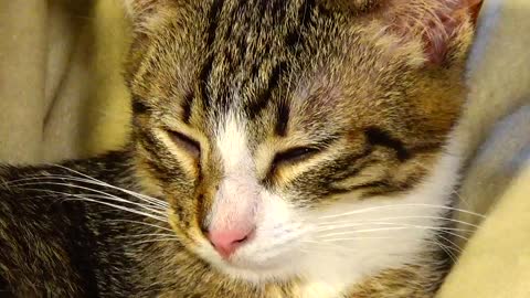 Kitten Rudolph Sleeps Curled up in Bed