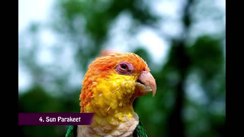 Top 10 most colourful parrots in the world, number 5 is so amazing, lovely