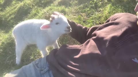 Cute lamb needs attention!