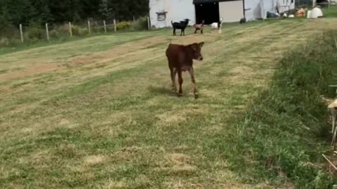 A Cow is Running in The Morning