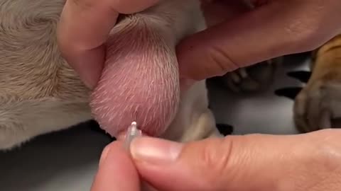 Dogs: Fine Needle Aspiration by a Veterinarian