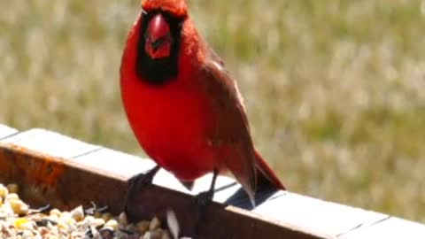 Singing birds in park