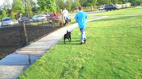 Black Labrador Does Everything She Can To Stay At The Dog Park