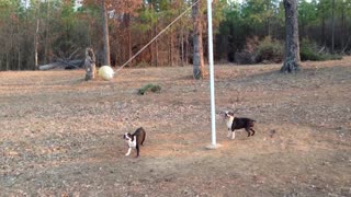 Two Boston Terriers Play A Game Of Tetherball