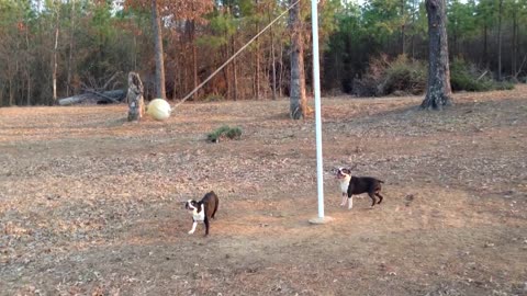 Two Boston Terriers Play A Game Of Tetherball