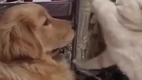 Funniest dogs and cats,best funny video 2022