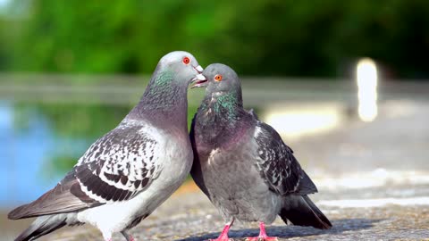 video two-pigeons-on-the-ground