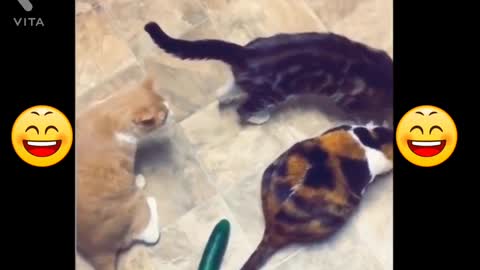 🤣🤣Cute Pets Her Very Funny Reactions