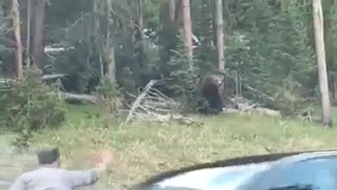 National Parksare not zoos, people. Yellowstone ranger has close call with 🐻 Bear lake. tomatoboy