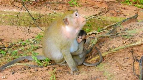 Baby Monkey Much Hungry after big raining, He try finding Food By Himself to eat.