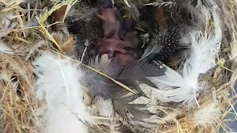 newborn birds in the nest