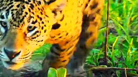Tiger,, khunkhar tigers, nice video, animal