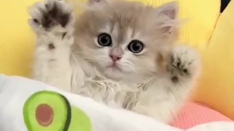 😇 Laugh non-stop with these funny cat 😹 - Funniest cat Expression Video 😇 - Funny Cat Life