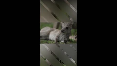 Cutest Kangaroo Joey gives itself belly tickles
