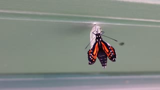 Monarch Emerges From Chrysalis