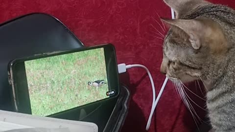 My cat watching bird in YouTube