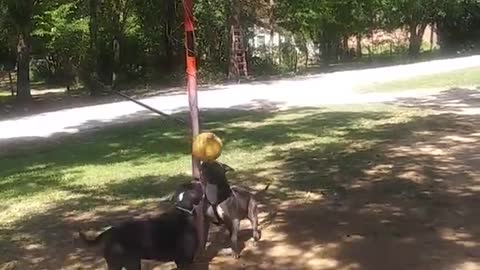 Competitive Pit Bulls Play a Round of Tether Ball