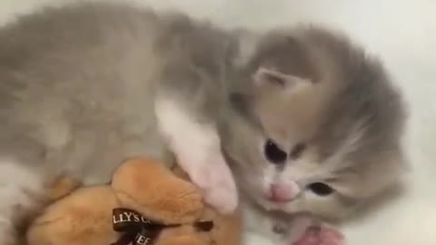 Kitty was born, happy with her Teddy