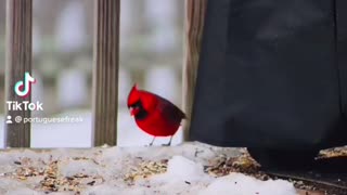 Cardinal Photoshoot