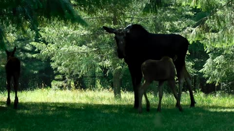 Feisty Moose Calf Confronts Sprinkler