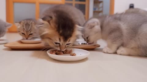 I won't share my food with you - The gluttonous kitten is cute - 2024