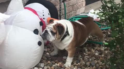 Grinch bulldog barks at Christmas decorations
