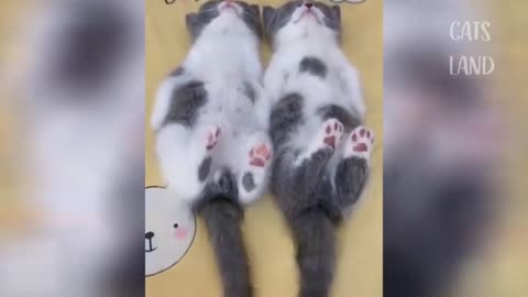 OMG So Cute Cats ♥ Best Funny Cat Videos 2020 #3