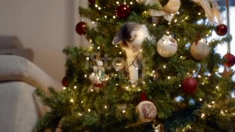 Cat Destroys Christmas. Cat falling down while playing with decorated christmas tree. 😍