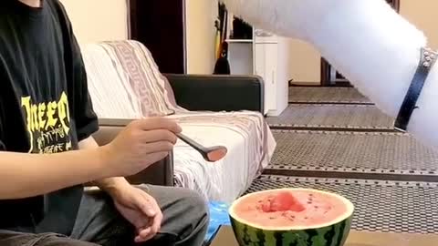 In fact, it has already eaten half a watermelon??