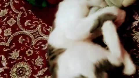 Innocent little kitten playing