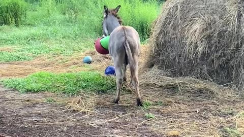 Donkey Loving The New Green Ball