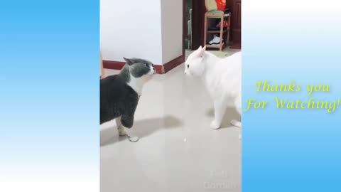 Funny animal video 5