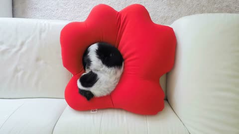 Cute small dog sleeping on pet pillow time lapse