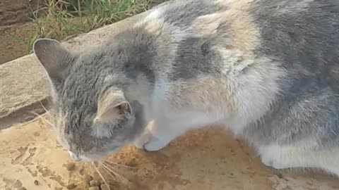 All You Can Eat Buffet For Cats