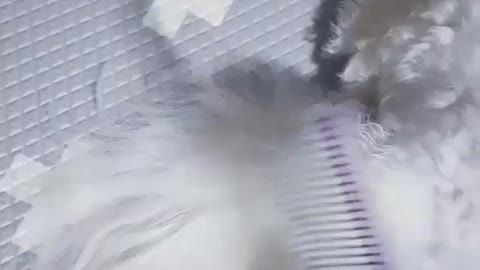 Dog Geting His Hair Brushed