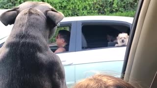 Small dogs barking to each other from different cars