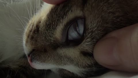 Adorable Dreaming Cat Twitches in His Sleep