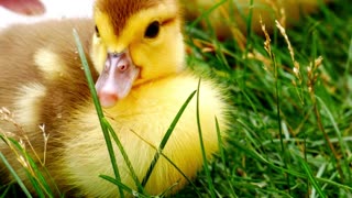 A beautiful little duck