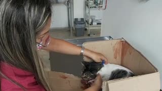 Conductor de Metrolínea salva a gato atropellado en plena autopista a Floridablanca