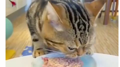 Cat eating yummy || Cat eating food|| #cat