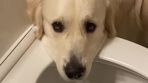 Me wondering why my dog is acting sick with his head over the toilet...