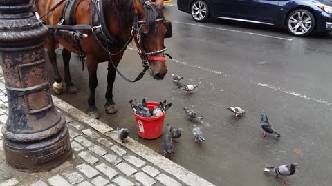 Horse and Pigeons Share Meal