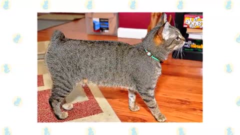 Manx Cat VS. American Bobtail Cat Information