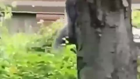 Gorilla running