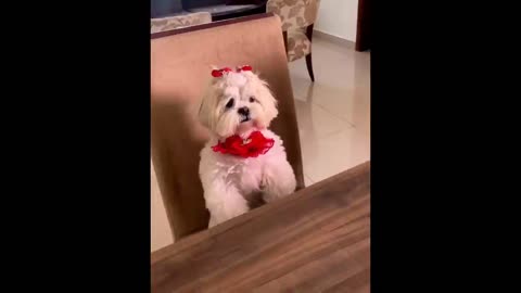 New Funny Animals 😂 Funniest Cats and Dogs