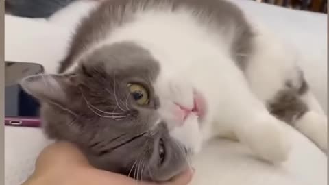 Cute cat 😺😺😺😺 video