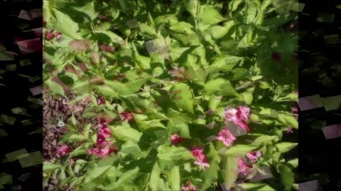 Old-Fashioned Romantic Charm ~ Weigela Flower