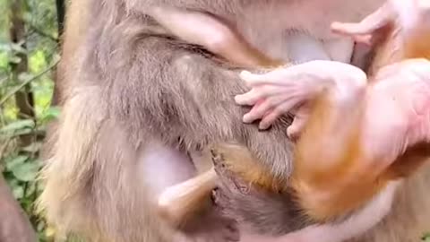 Monkey and baby monkey